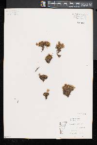 Diapensia lapponica image