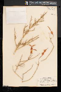 Parkinsonia microphylla image