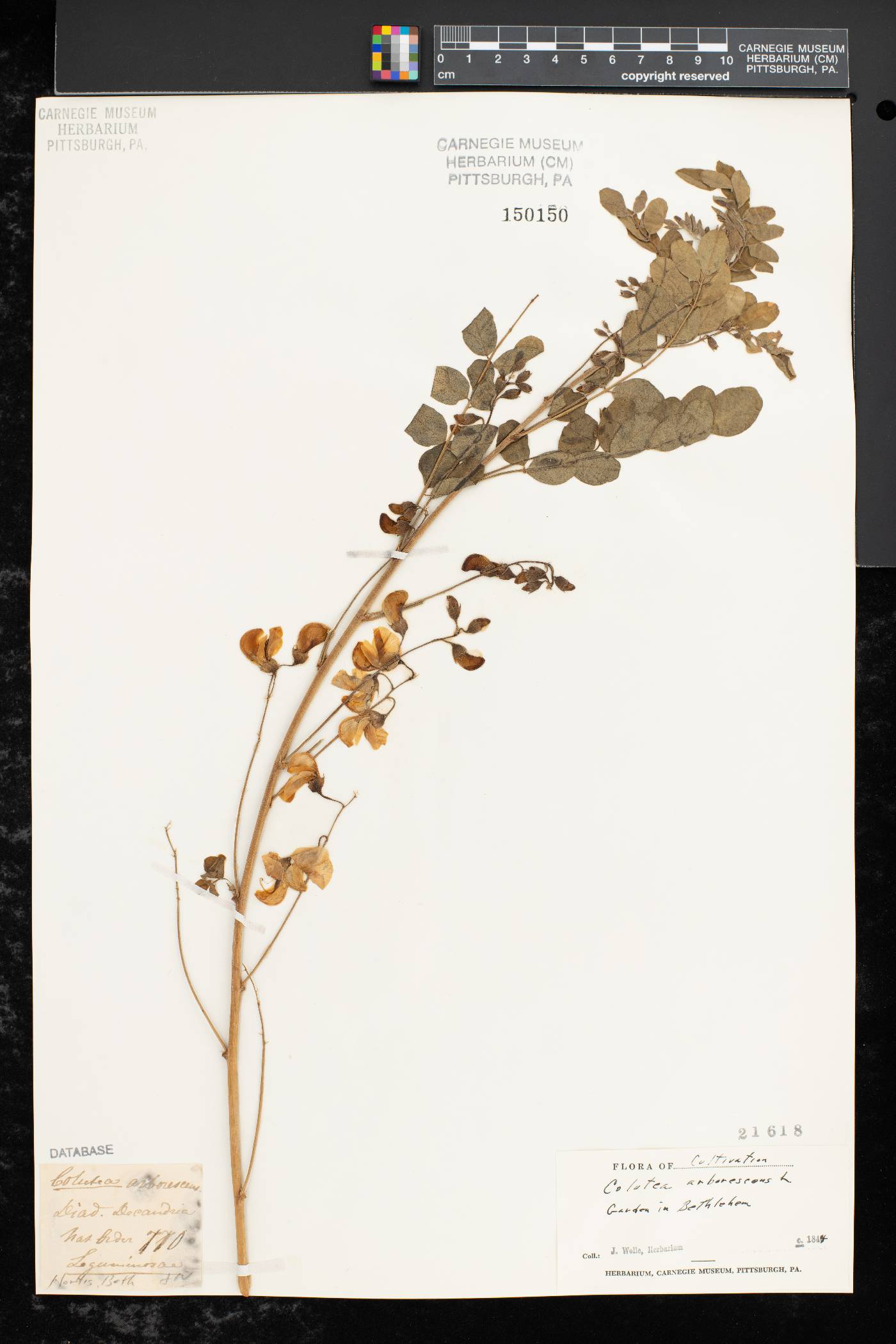 Colutea arborescens image