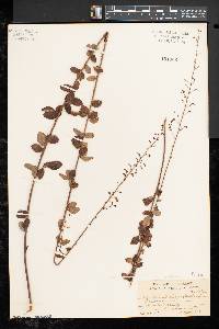 Desmodium ciliare image