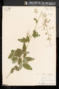 Desmodium rigidum image