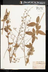 Desmodium rigidum image