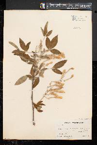 Laburnum anagyroides image