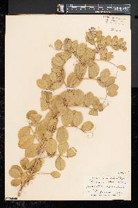 Lathyrus japonicus image