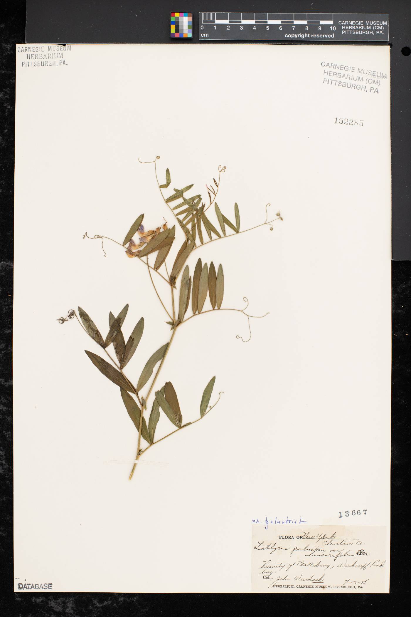 Lathyrus palustris var. linearifolius image