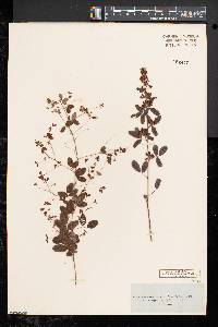 Lespedeza violacea image