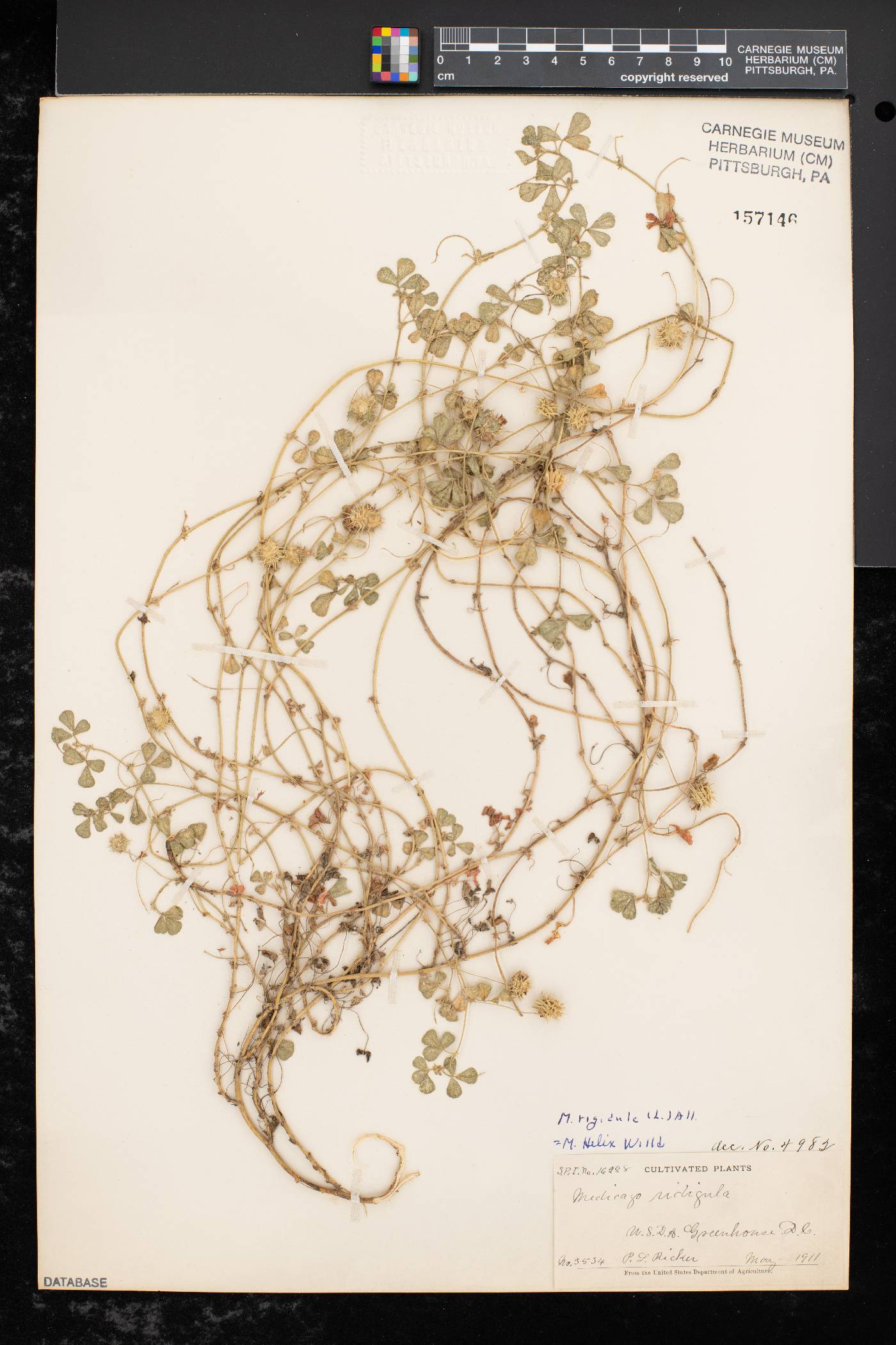 Medicago rigidula image