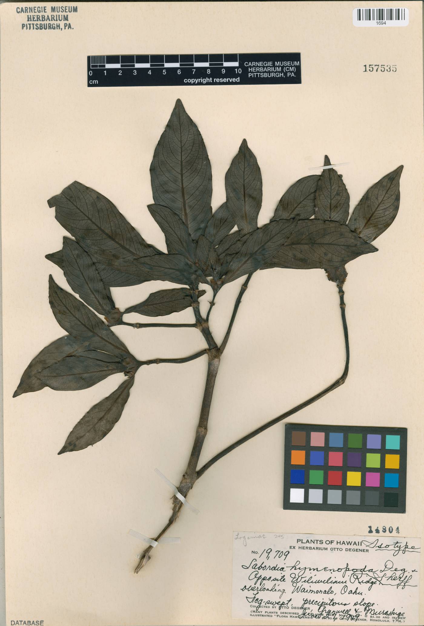 Labordia hymenopoda image