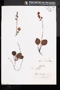 Pyrola americana image