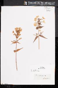 Phlox maculata subsp. maculata image