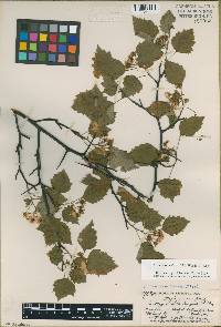 Crataegus pruinosa image