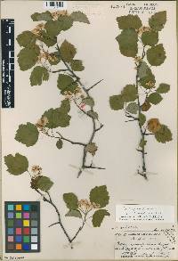 Crataegus pruinosa image