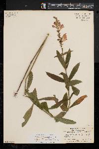 Physostegia virginiana image