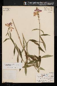 Physostegia virginiana image