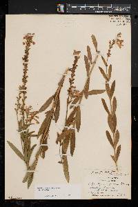 Physostegia virginiana image