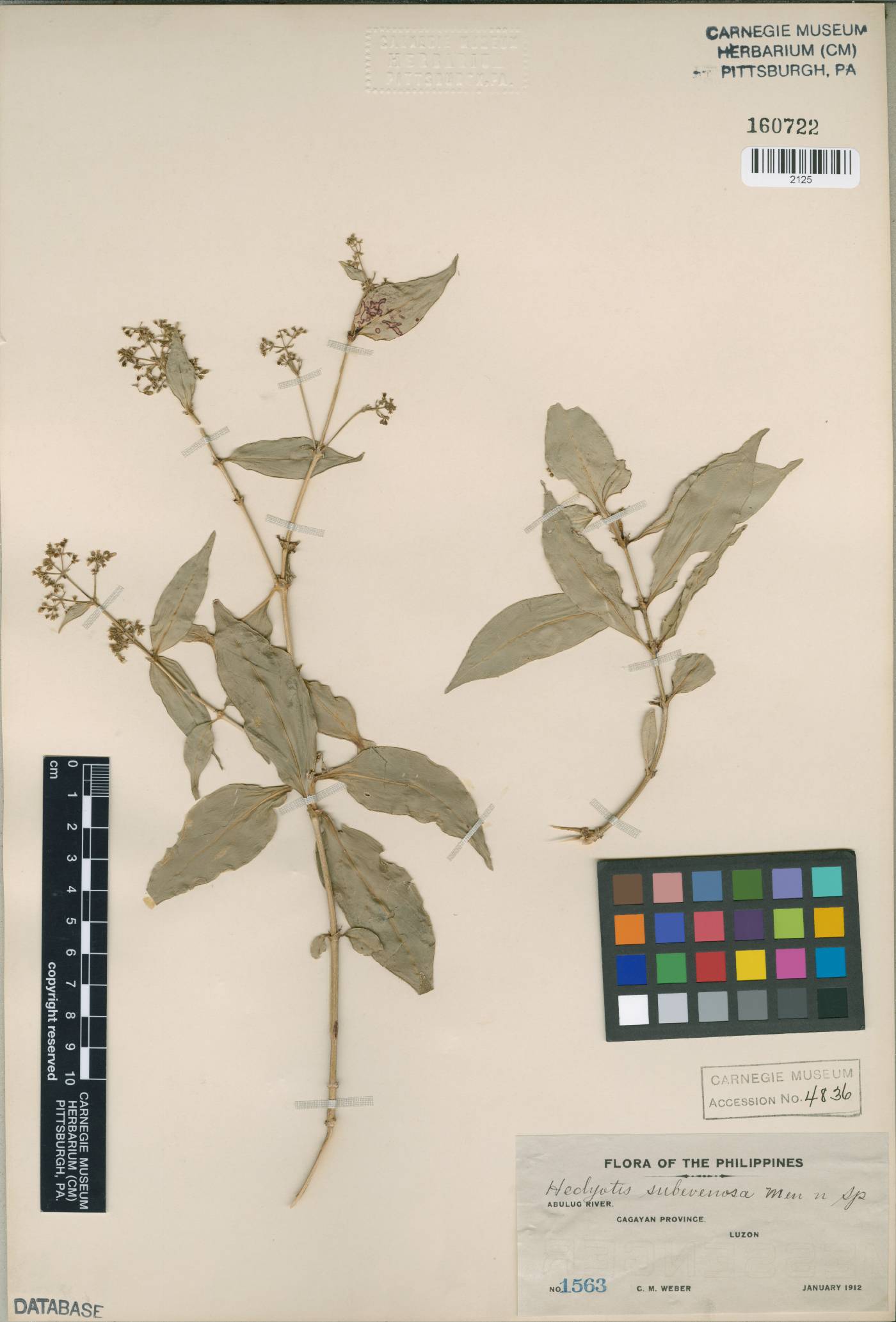 Hedyotis subvenosa image