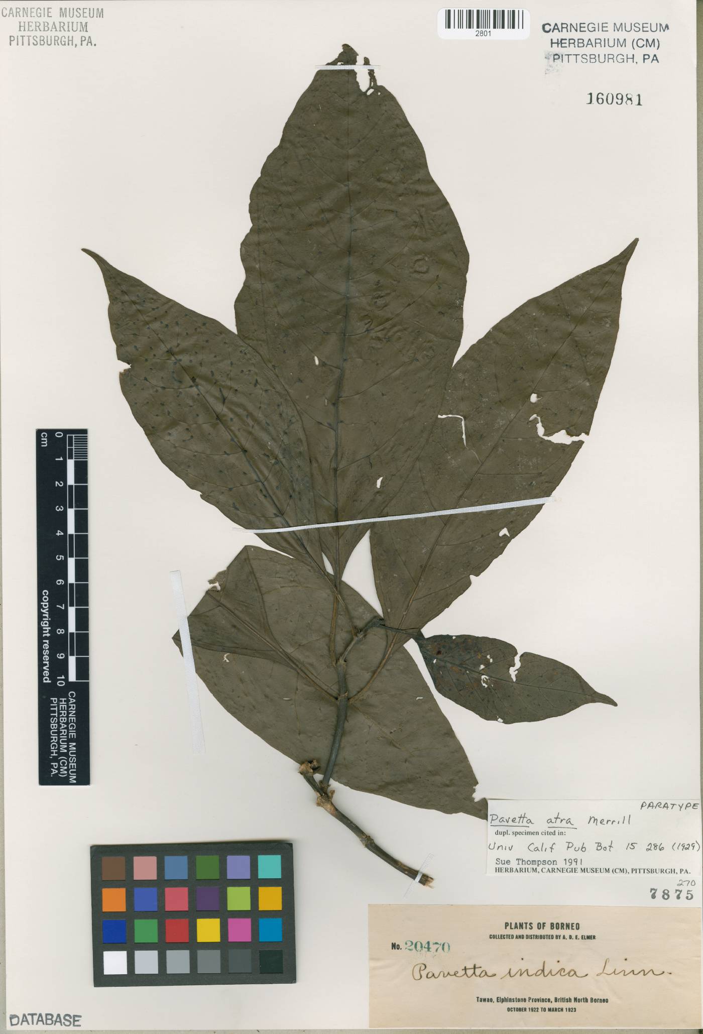 Pavetta atra image