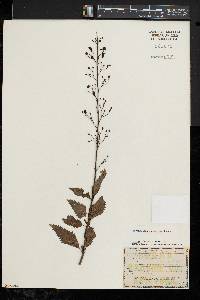 Scrophularia lanceolata image