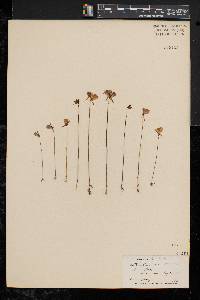 Utricularia cornuta image