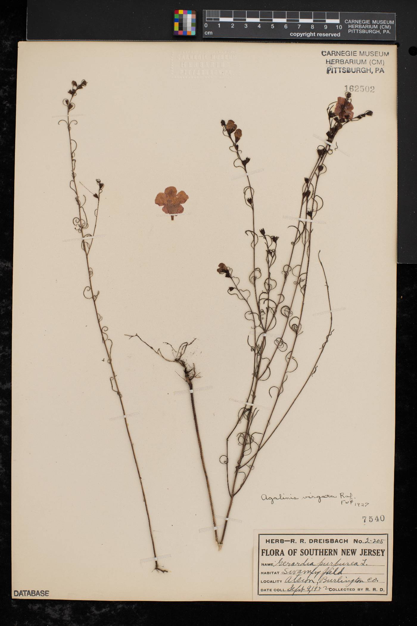 Agalinis virgata image