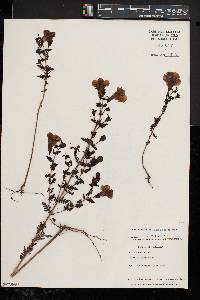 Aureolaria pedicularia var. intercedens image