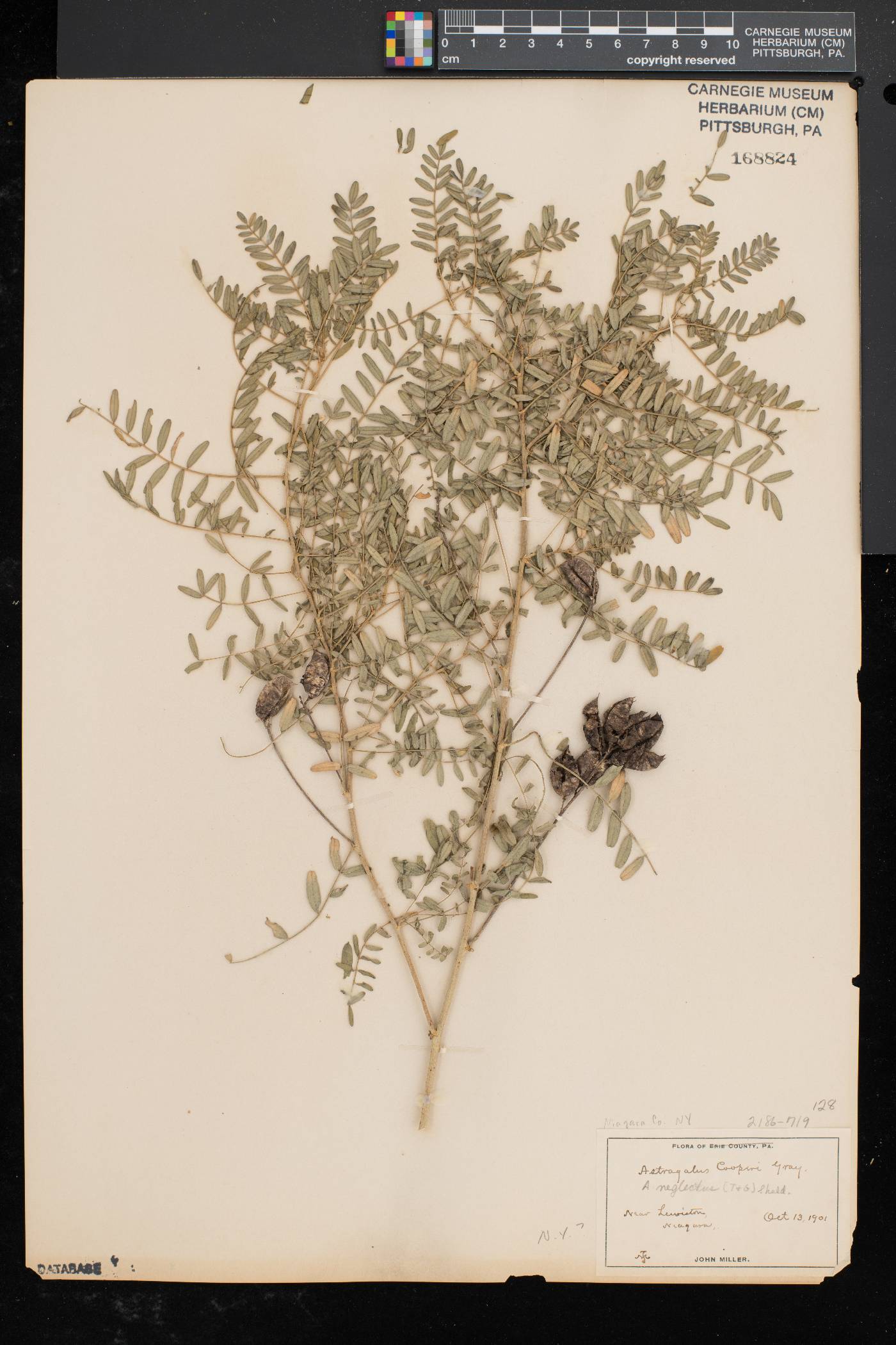 Astragalus neglectus image