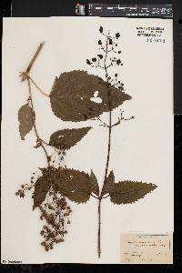 Scrophularia marilandica image