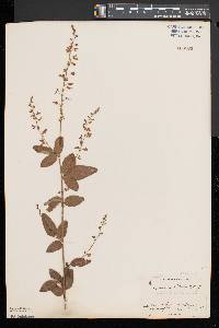 Desmodium glabellum image