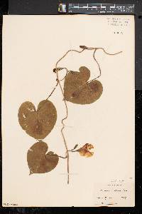 Ipomoea purpurea image