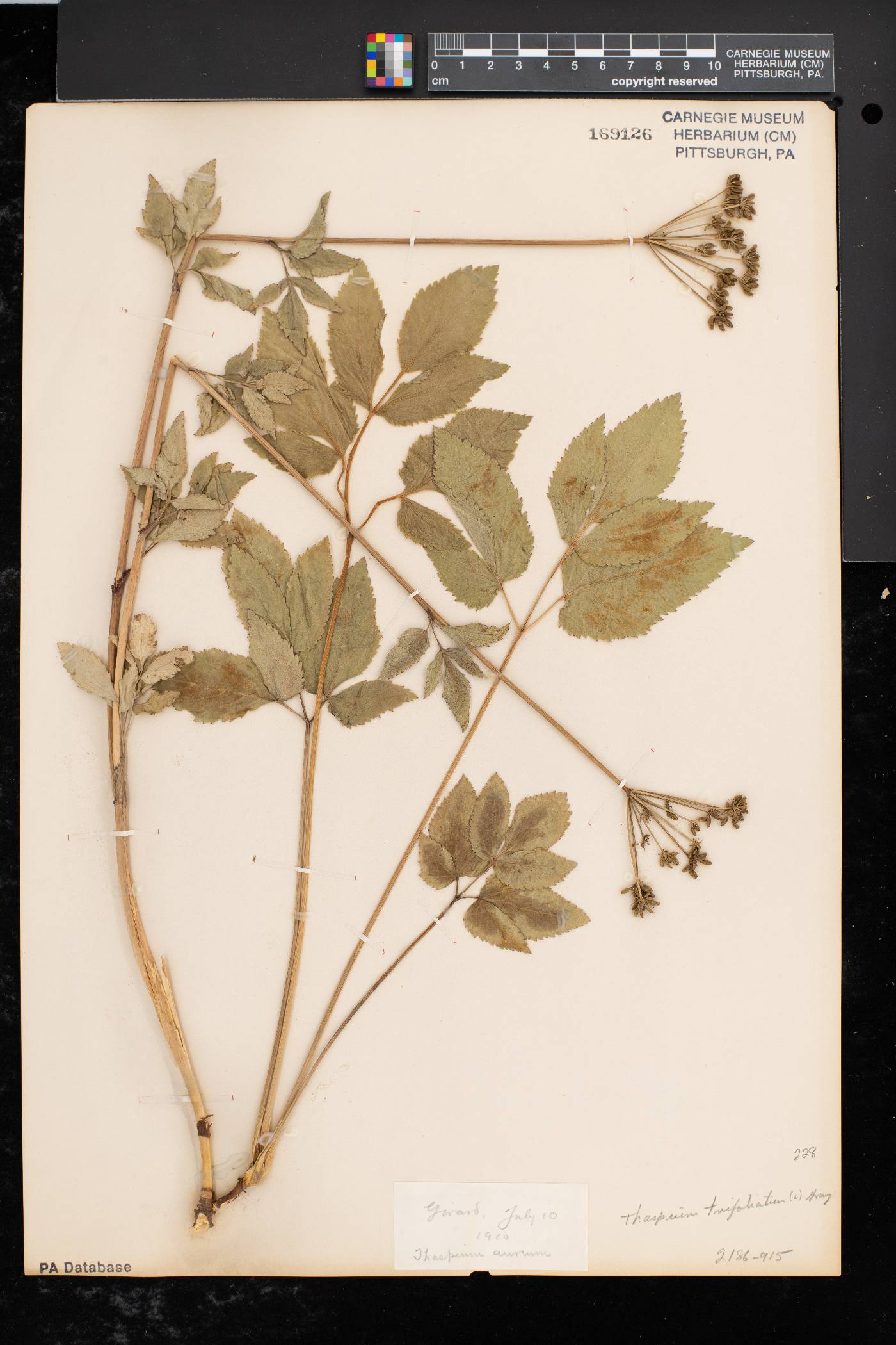 Thaspium trifoliatum var. trifoliatum image