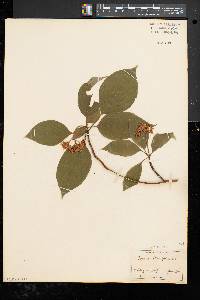 Cornus alternifolia image