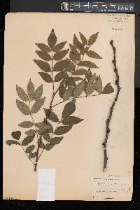 Zanthoxylum americanum image