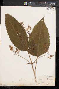 Collinsonia canadensis image