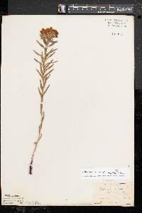 Lithospermum caroliniense image