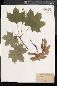 Acer platanoides image