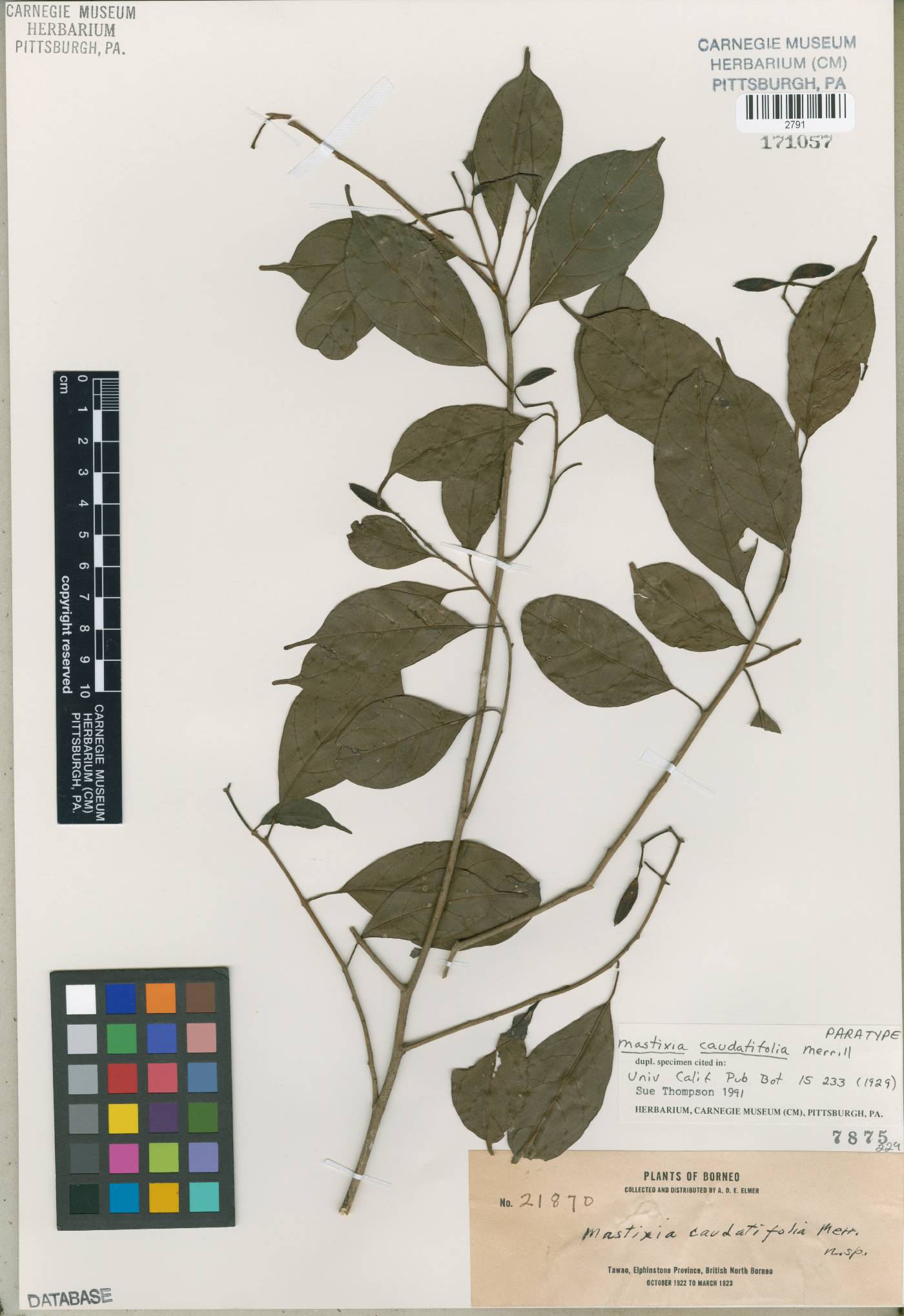Mastixia rostrata subsp. caudatifolia image