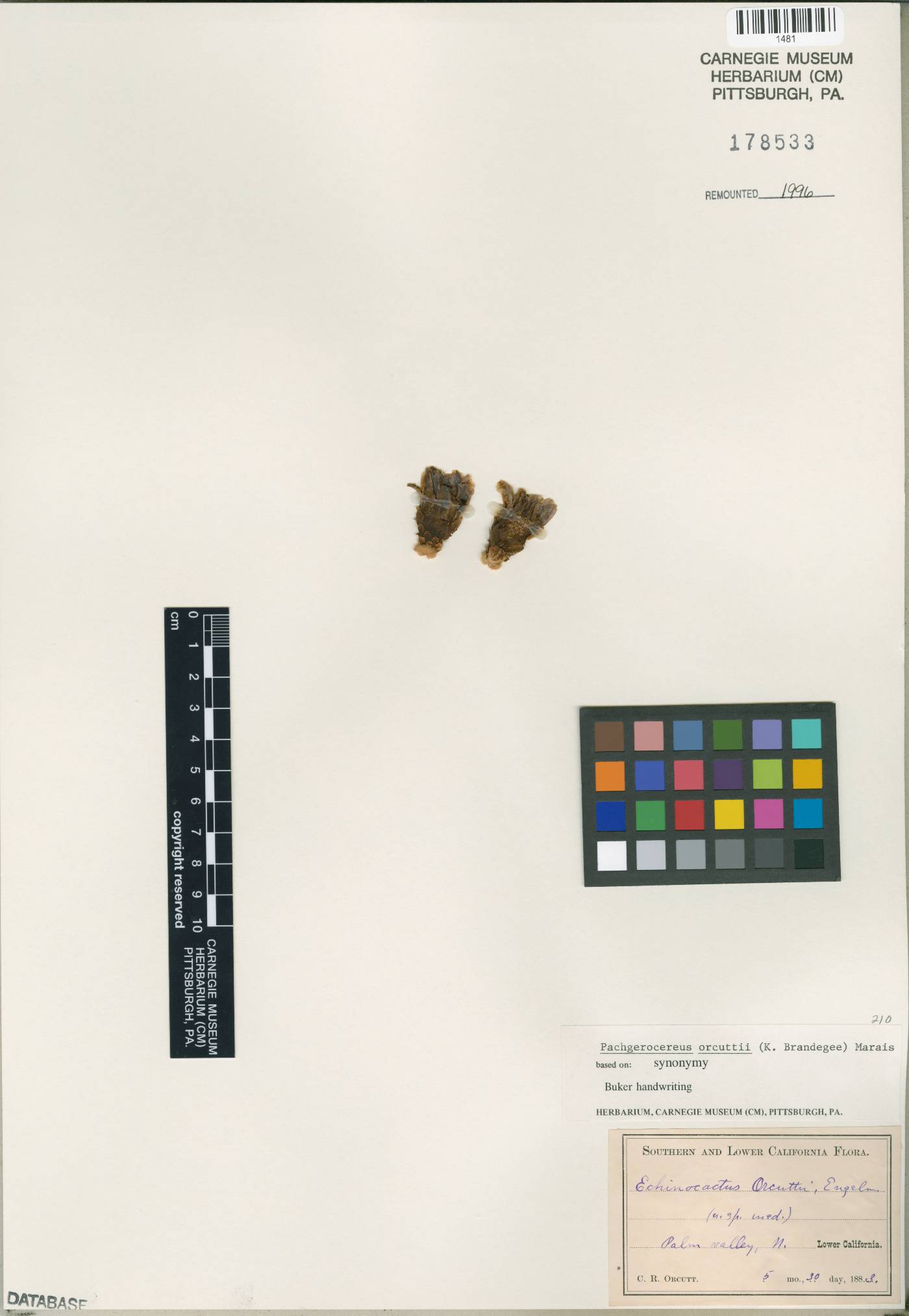 Pachgerocereus orcuttii image