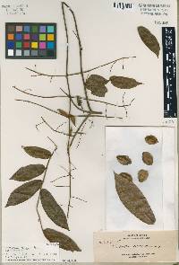 Combretum nigrescens image