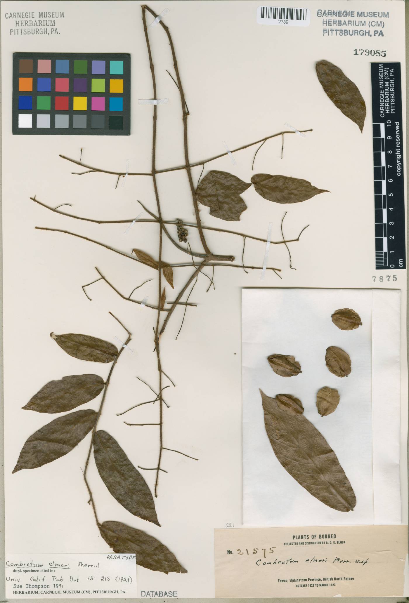 Combretum nigrescens image