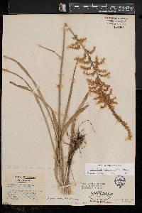 Stenanthium gramineum var. gramineum image