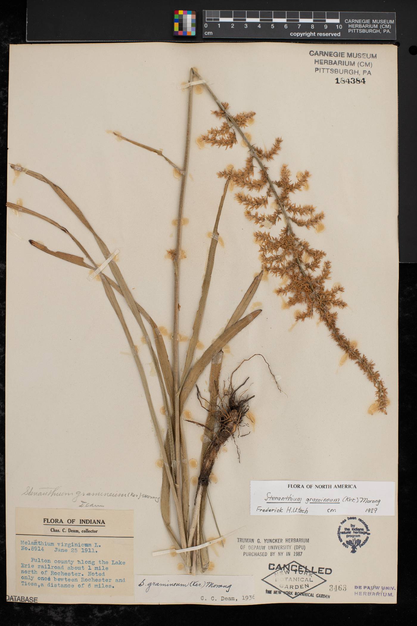 Stenanthium gramineum image