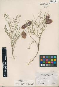 Astragalus aequalis image