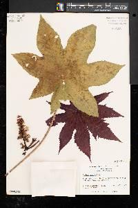 Ricinus communis image