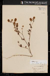 Trifolium arvense image