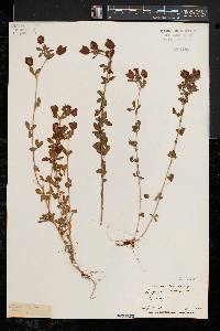 Trifolium aureum image
