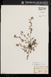 Trifolium dubium image