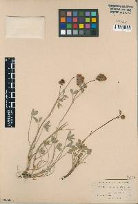 Image of Trifolium lemmonii