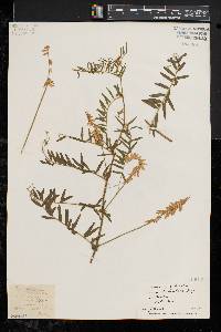 Image of Vicia bungei