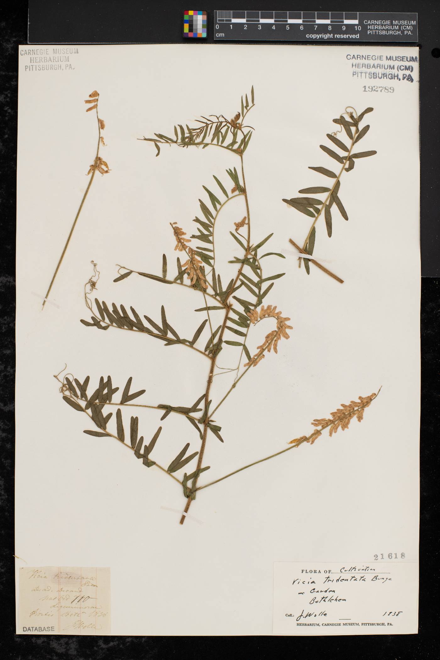 Vicia bungei image