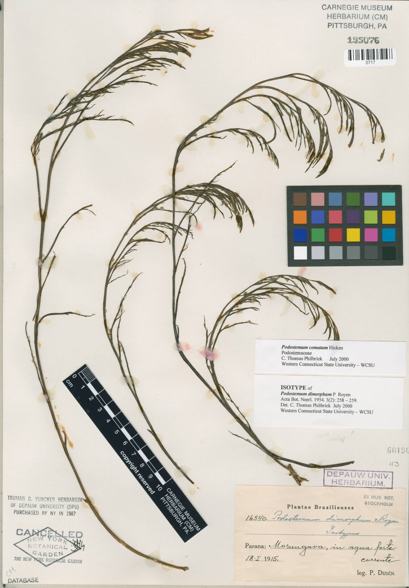Podostemum comatum image